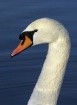 Swan Portrait