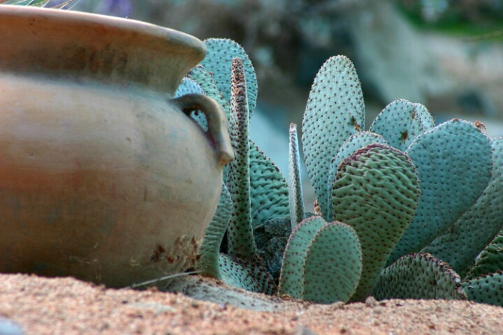 Urn and Cactus