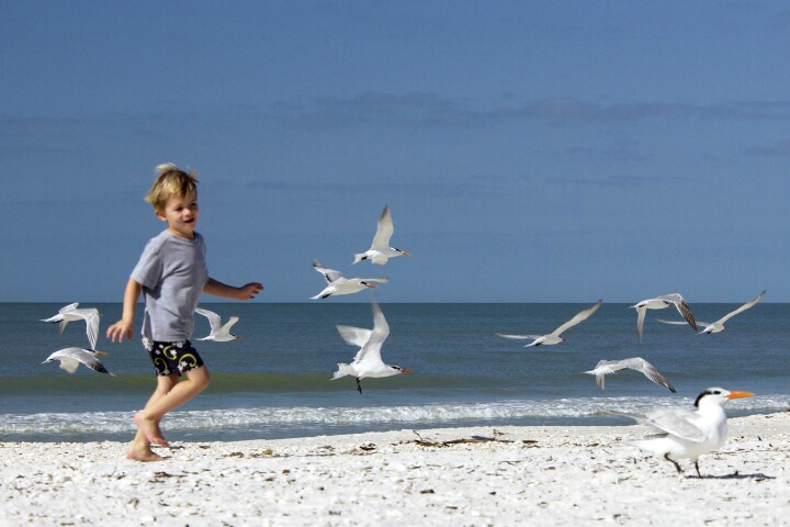 Running with the Gulls