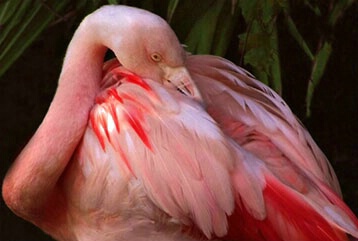 Flamingo At rest