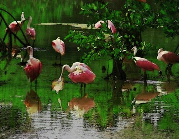 Spoonbill gathering