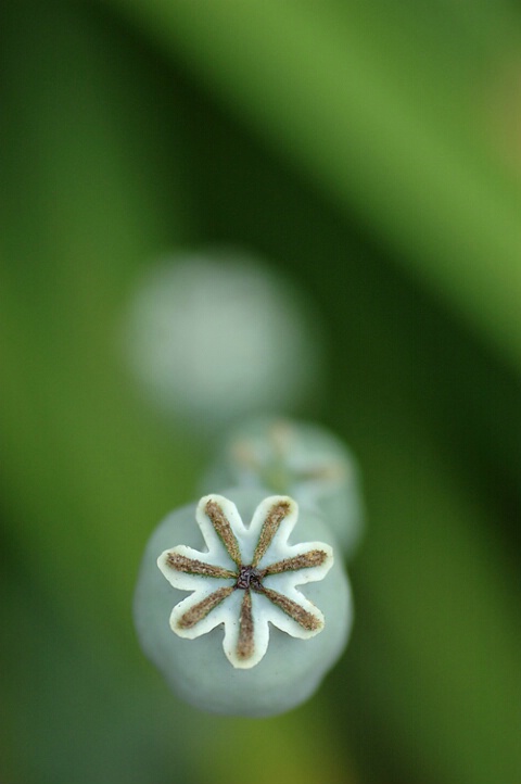 Poppy heads   