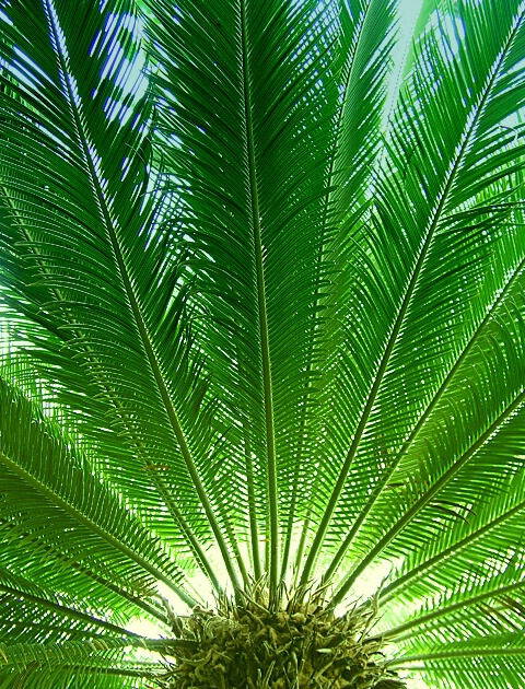 Beneath the Palms