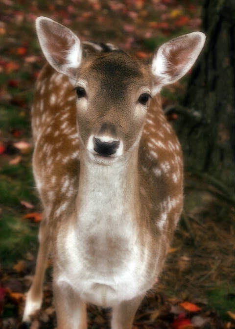 doe, a deer, a female deer...