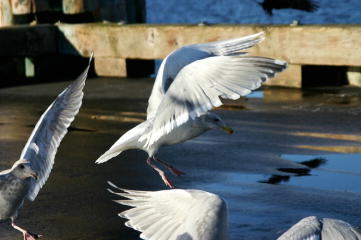 Gulls on the Pier