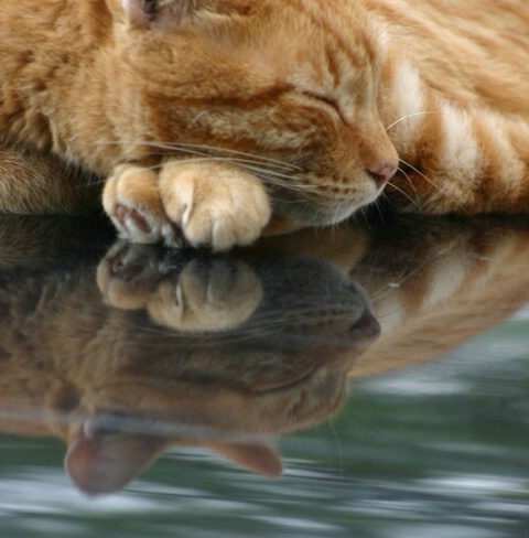 Feline Reflections