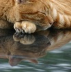 Feline Reflection...