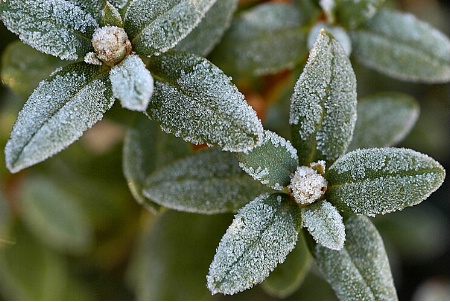 Sugar Frosted Petals