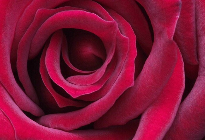 Rose 05 - ID: 639815 © Robert A. Burns