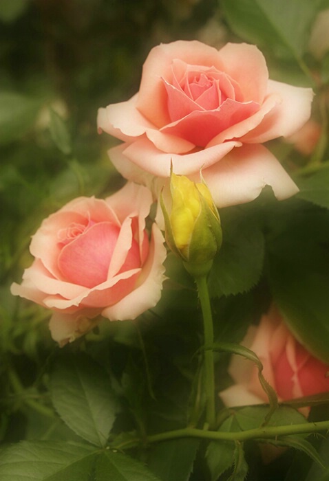 Rose 03