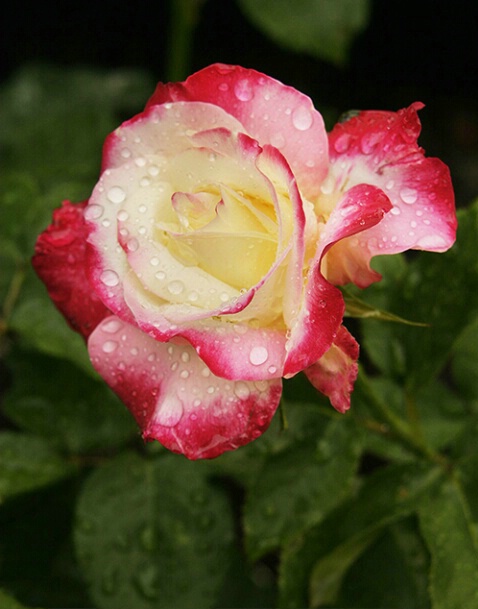 Rose 02 - ID: 639834 © Robert A. Burns