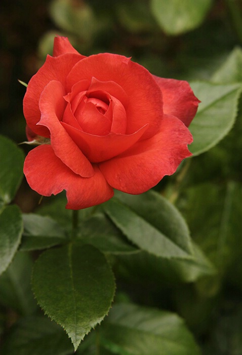 Rose 09 - ID: 639874 © Robert A. Burns