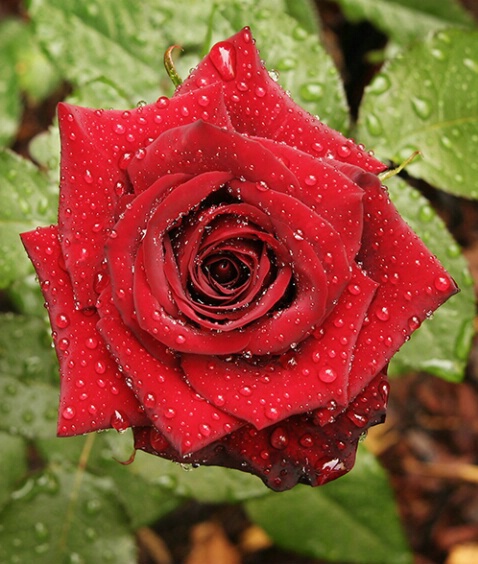 Rose 14 - ID: 640114 © Robert A. Burns