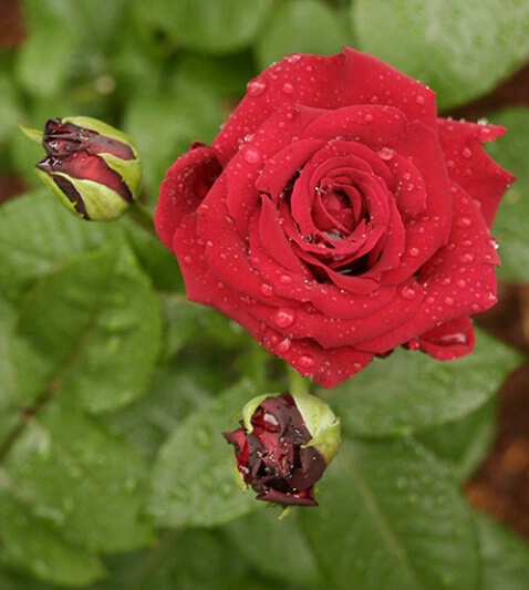 Rose 15 - ID: 640121 © Robert A. Burns