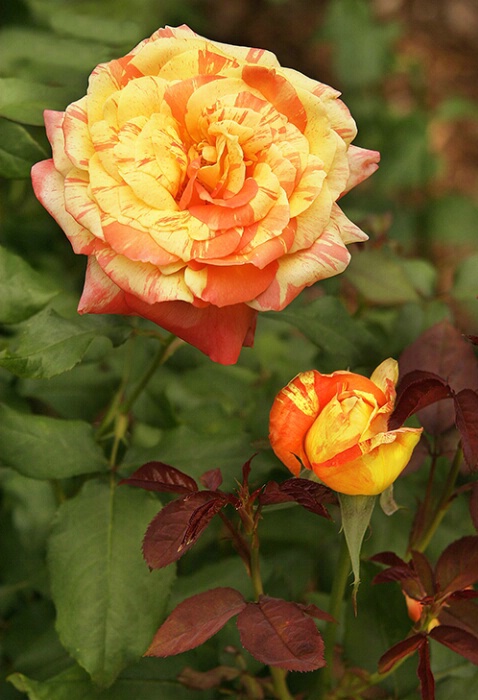 Rose 16 - ID: 640124 © Robert A. Burns