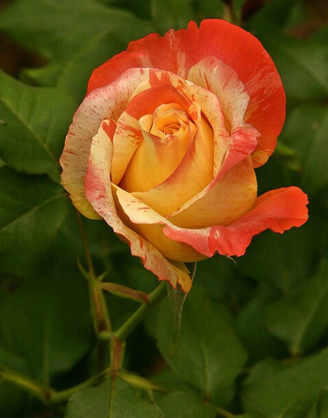 Rose 20 - ID: 640155 © Robert A. Burns