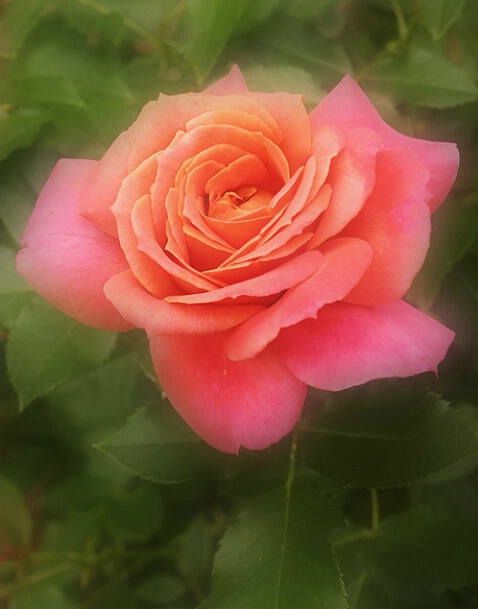 Rose 21 - ID: 640158 © Robert A. Burns