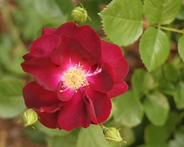 Rose 25 - ID: 640169 © Robert A. Burns