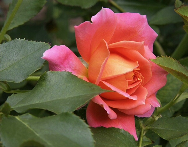 Rose 26 - ID: 640178 © Robert A. Burns