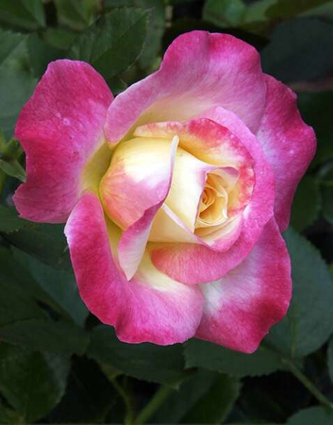 Rose 27 - ID: 640181 © Robert A. Burns