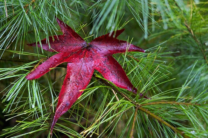 Red Leaf in Pine Tree 10-14-04 - ID: 640577 © Robert A. Burns