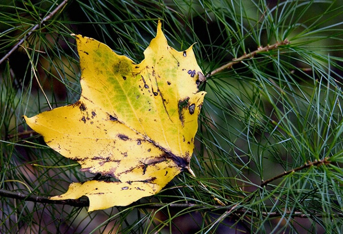 Yellow Leaf in Pine 10-10-04 - ID: 640689 © Robert A. Burns