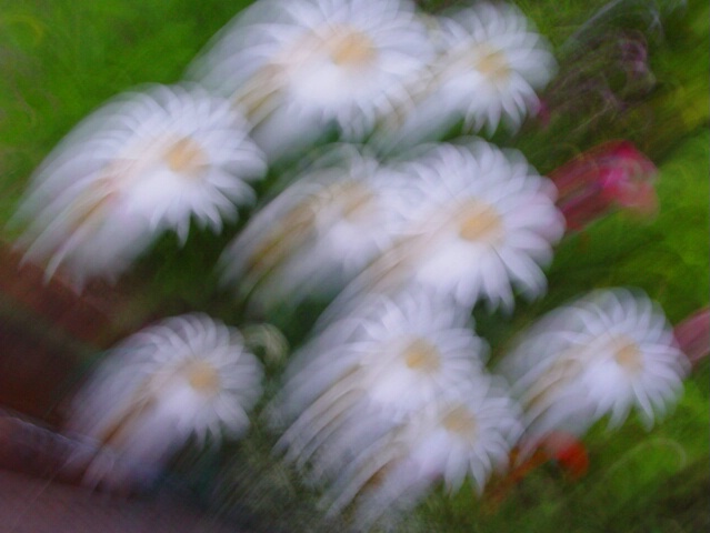 Flying Daisies