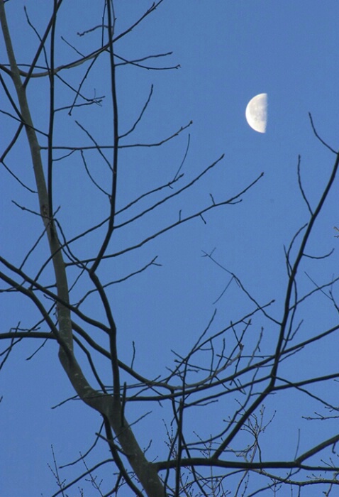 Moon in Trees, Lake Trail 12-4-04 - ID: 640733 © Robert A. Burns