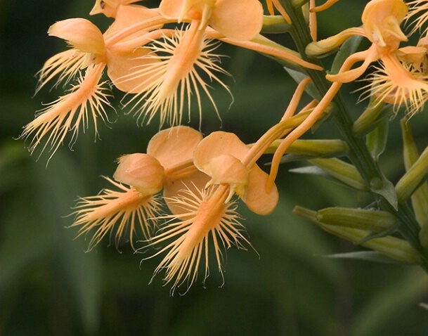 Orange Fringed Orchid 8-29-04 - ID: 641039 © Robert A. Burns