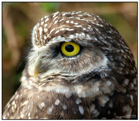 Burrowing Owl - ID: 641374 © Sara And Dick