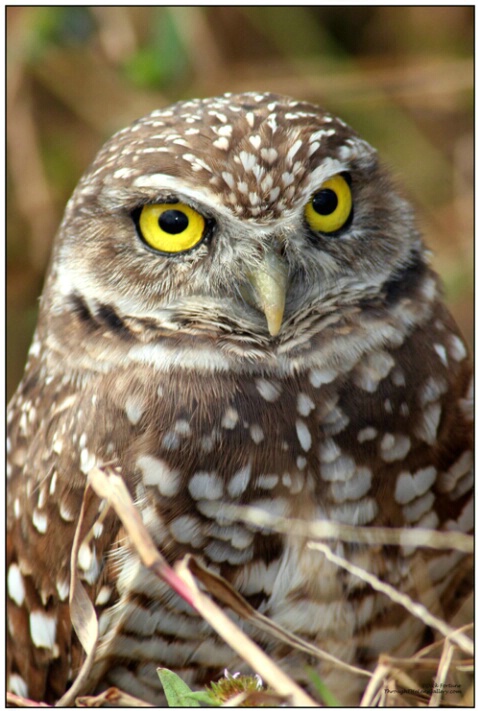 Burrowing Owl - ID: 641375 © Sara And Dick