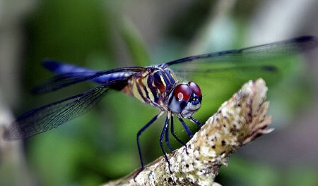 Dragonfly