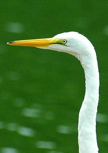 Profile Of an Egret