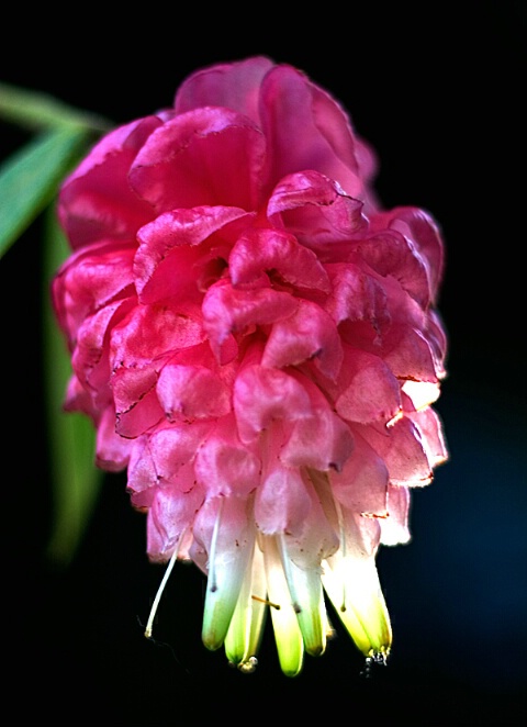 Backlit Orchid