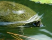 Quite Swim