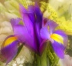 For Ingrid