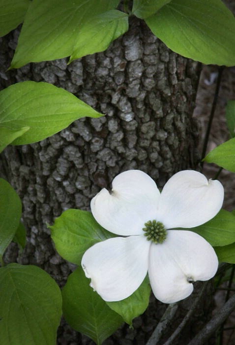 Dogwood - ID: 643811 © Robert A. Burns