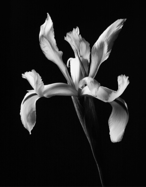 Iris in Black & White - ID: 643819 © Robert A. Burns