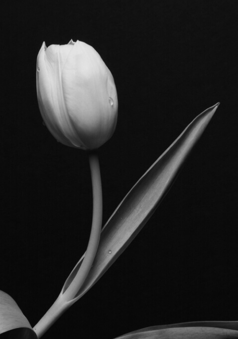 Tulip - ID: 643821 © Robert A. Burns