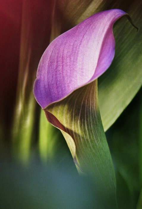 Cala Lily - ID: 643822 © Robert A. Burns