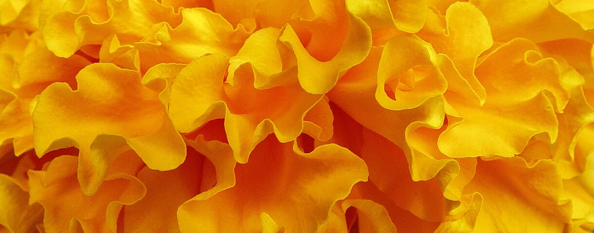 Marigold