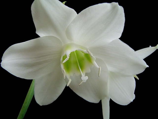 Eucharis