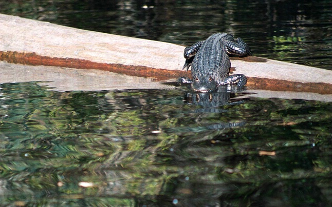 gator on log - ID: 644338 © Michael Cenci