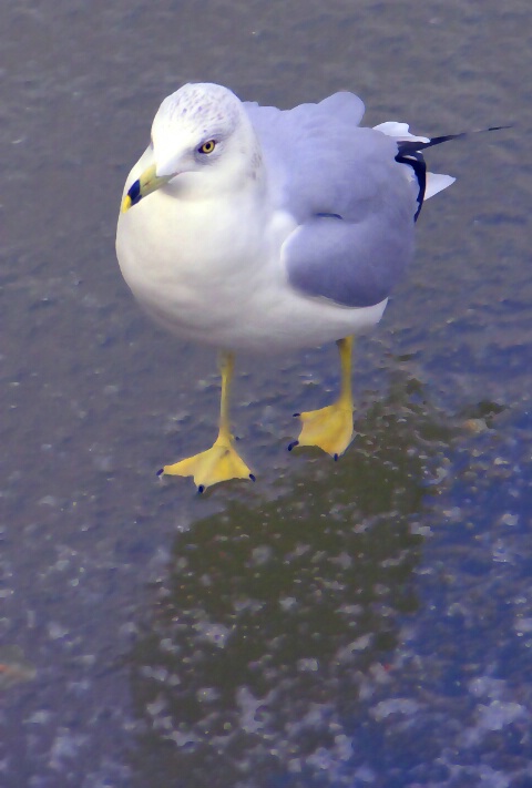 Gull on Ice