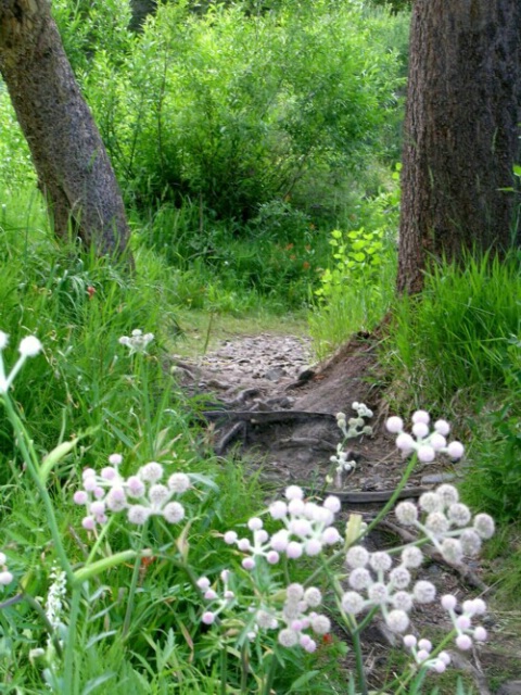 Trail to Hobbiton