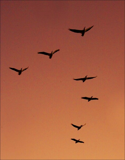 Sunset Pelicans