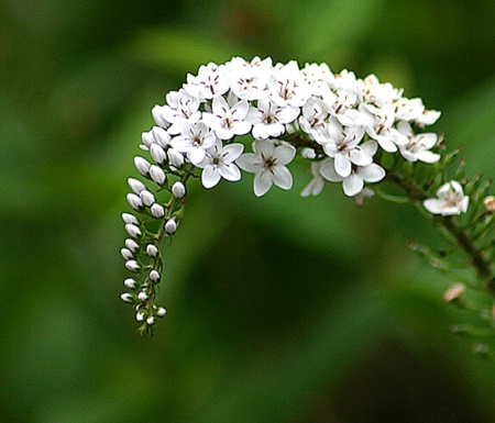 Summer Snowflakes