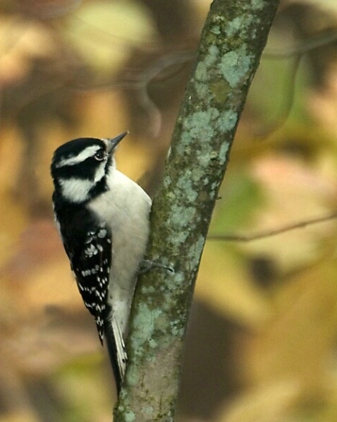 Downy Woodpecker on a Fall Morning - ID: 645599 © Robert Hambley