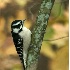 © Robert Hambley PhotoID # 645599: Downy Woodpecker on a Fall Morning