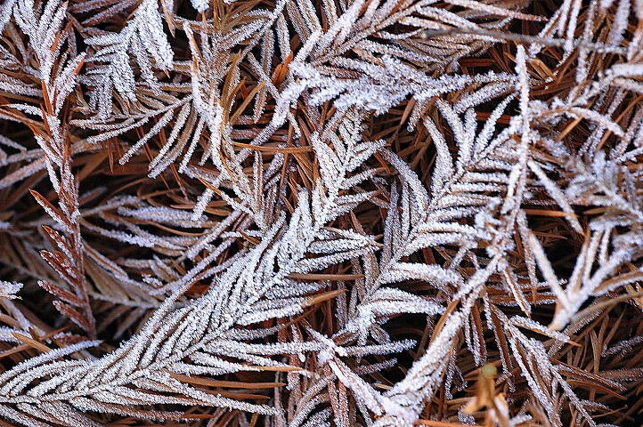 Frosted Fronds
